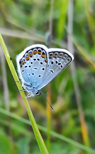 Plebejus argus - ezüstös boglárka