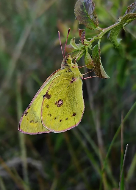 Colias hyale - kéneslepke