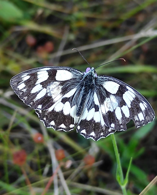 Melanargia galathea - sakktáblalepke