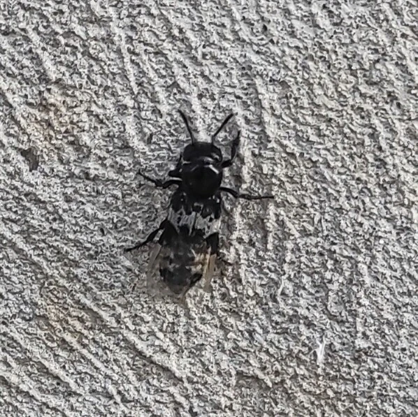 Creophilus maxillosus - dögész holyva