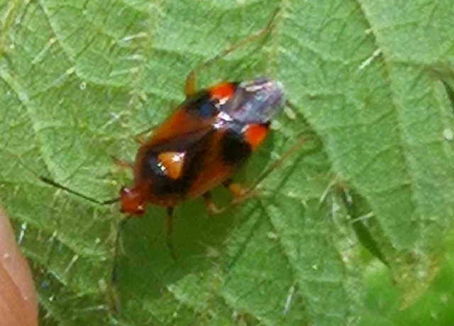 Deraeocoris ruber - vöröses mezeipoloska