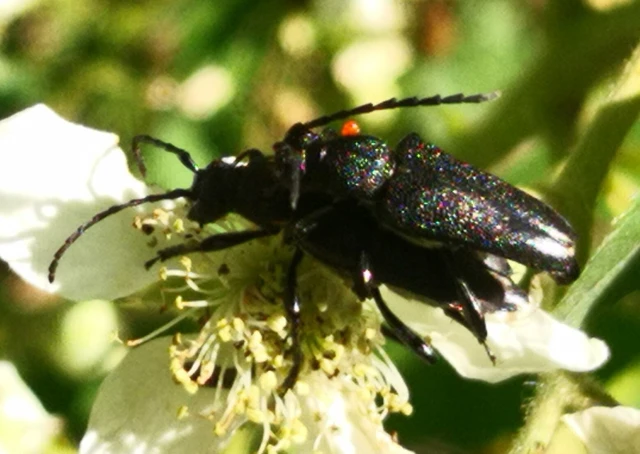 Stictoleptura scutellata - hegyi virágcincér