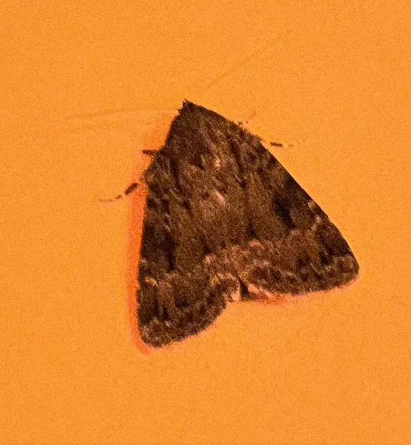 Amphipyra berbera/pyramidea