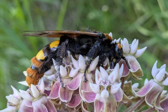 Megascolia maculata - óriás-tőrösdarázs