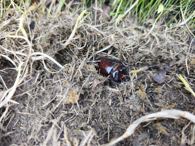 Oryctes nasicornis - orrszarvú bogár