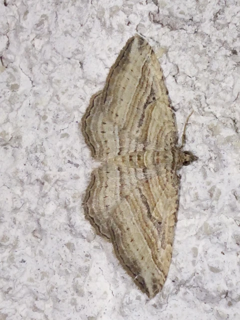 Costaconvexa polygrammata - soksávú araszoló