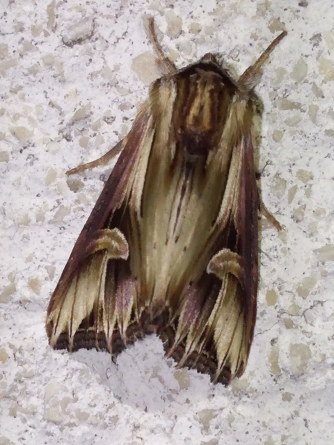 Actinotia polyodon - nagy sugarasbagoly