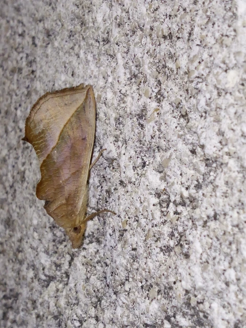 Calyptra thalictri - öblösszárnyú bagoly