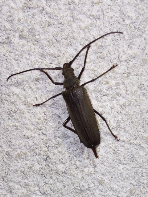 Aegosoma scabricorne - diófacincér
