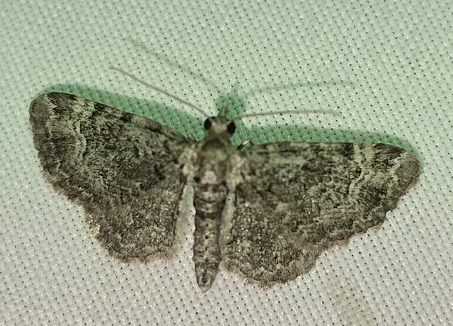 Pasiphila rectangulata - almavirág-araszoló