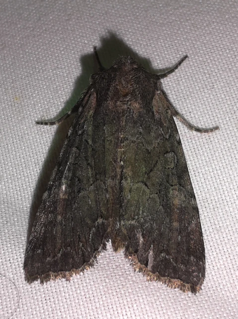 Lacanobia amurensis - homoki kertibagoly