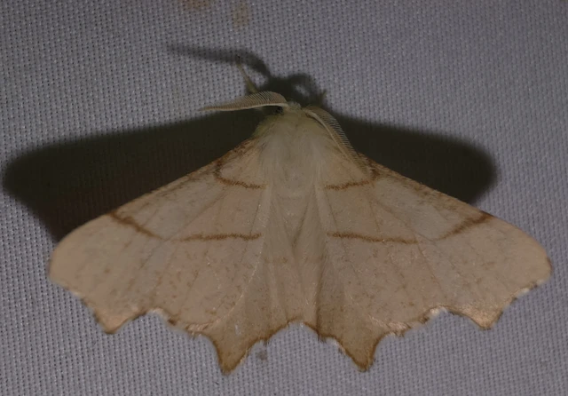 Ennomos erosaria - hársfa-levélaraszoló