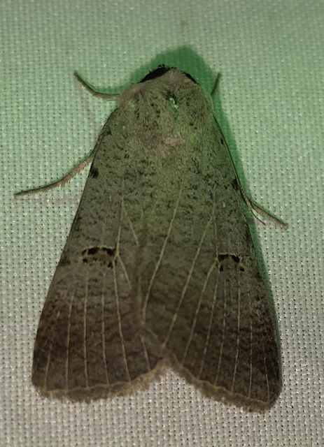Lygephila craccae - gyakori csüdfűbagoly