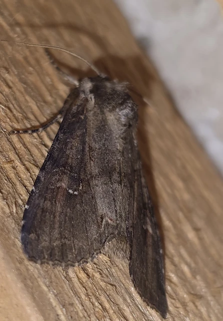 Polia bombycina - palaszürke bagoly