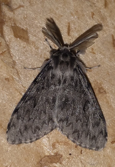 Lymantria monacha - apácalepke