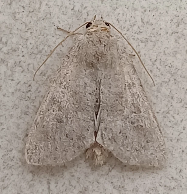 Parastichtis suspecta - sötét erdeibagoly