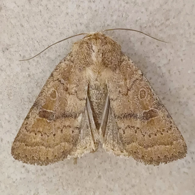 Hoplodrina octogenaria - barna selymesbagoly