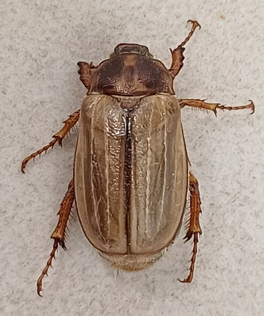 Amphimallon solstitiale - bordás sárgacserebogár