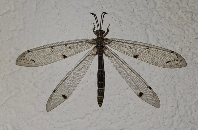 Distoleon tetragrammicus - négyfoltos hangyaleső