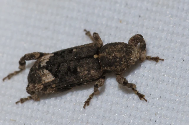 Camptorhinus simplex - sima holttettetős-ormányos