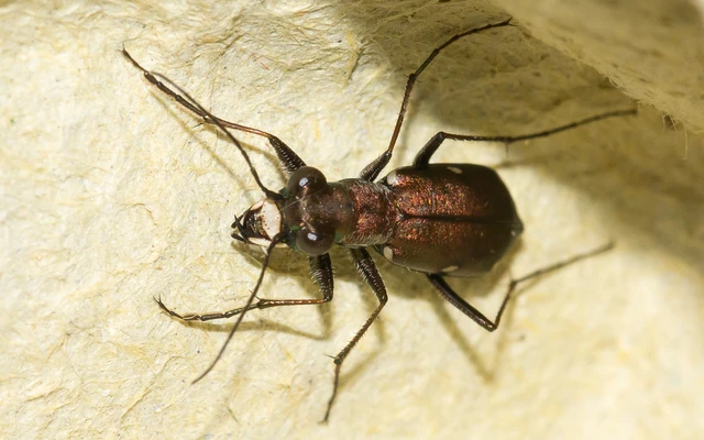 Cylindera germanica - parlagi homokfutrinka