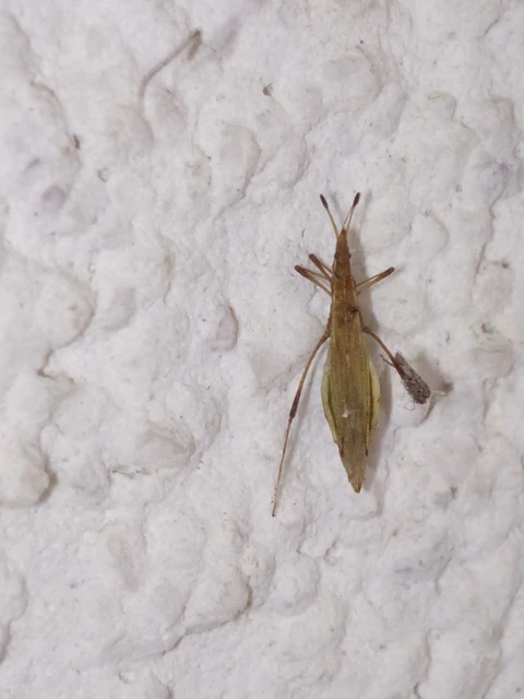 Berytinus