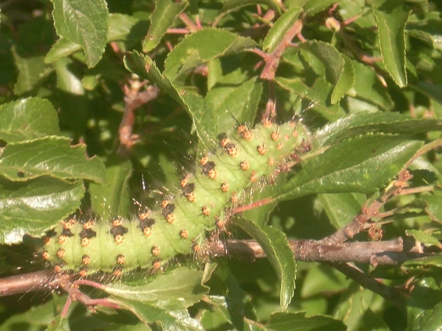 Saturnia pavoniella/pavonia
