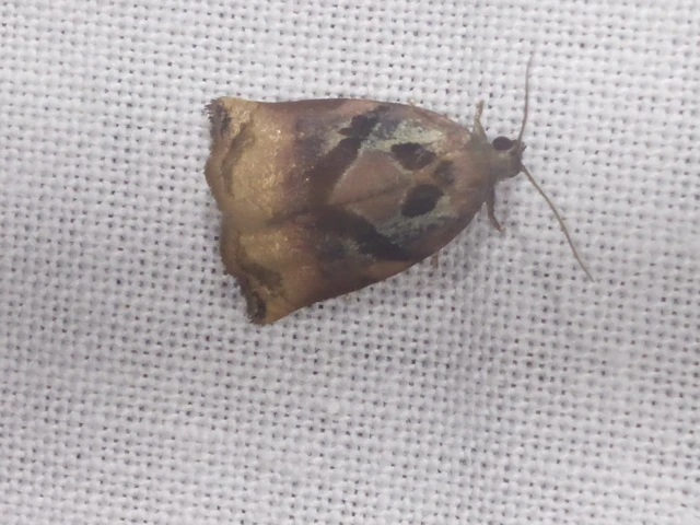 Archips podana - dudvarágó sodrómoly