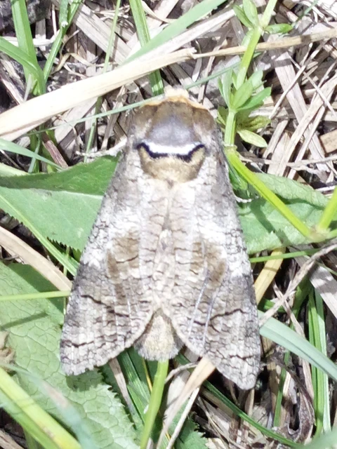 Cossus cossus - fűzfarontólepke