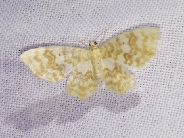 Hydrelia flammeolaria - narancssárga araszoló