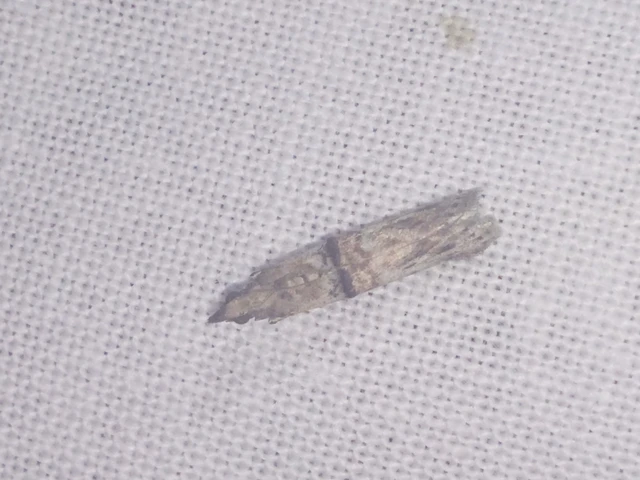 Nephopterix angustella - kecskerágó-karcsúmoly