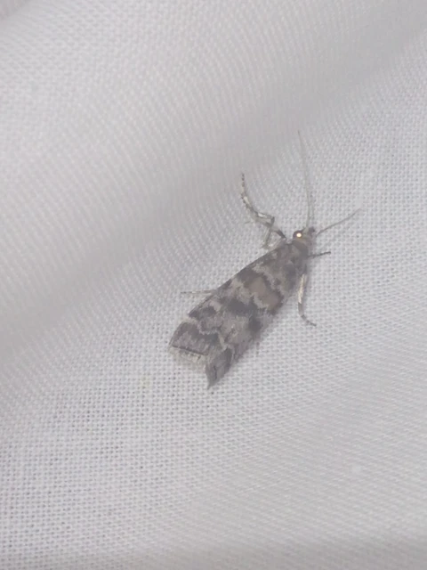 Dioryctria