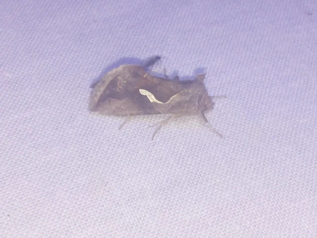 Macdunnoughia confusa - cseppfoltos ezüstbagoly