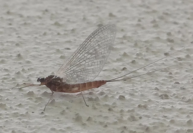 Ephemeroptera - Kérészek