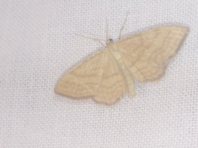 Idaea ochrata - okkerszínű sávosaraszoló