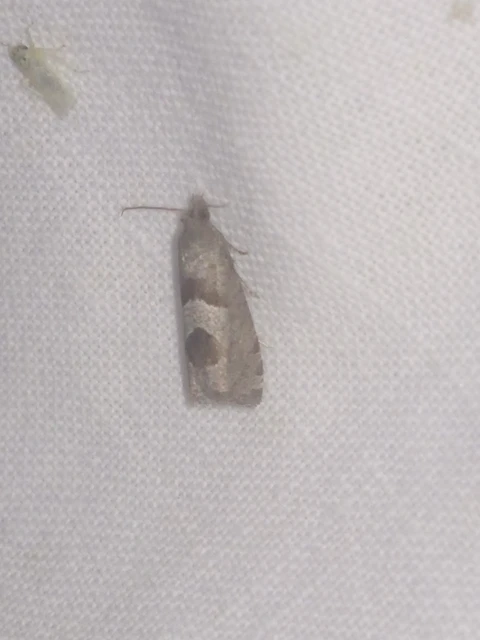 Epiblema junctana - turjáni tükrösmoly