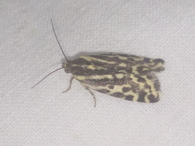 Emmelia trabealis - zebrabagoly