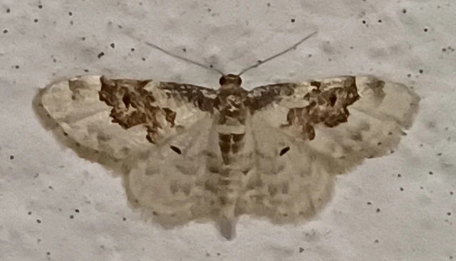 Idaea rusticata - tarka apróaraszoló