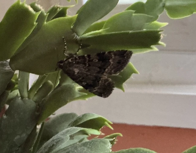 Amphipyra berbera/pyramidea
