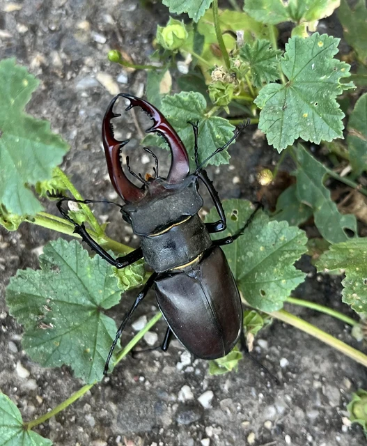 Lucanus cervus - nagy szarvasbogár