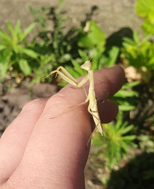 Mantis religiosa - imádkozósáska