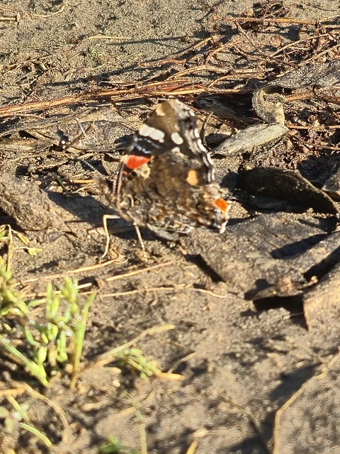 Vanessa atalanta - atalantalepke