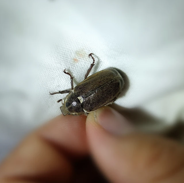 Anoxia pilosa - pusztai cserebogár