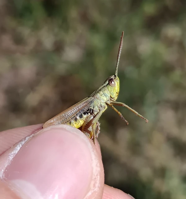 Pseudochorthippus parallelus - közönséges rétisáska