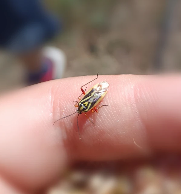 Brachycoleus decolor