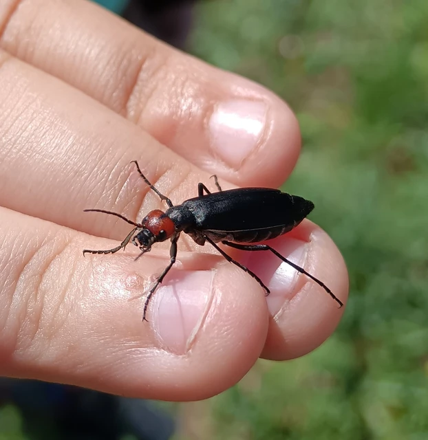 Epicauta rufidorsum - hollóbogár