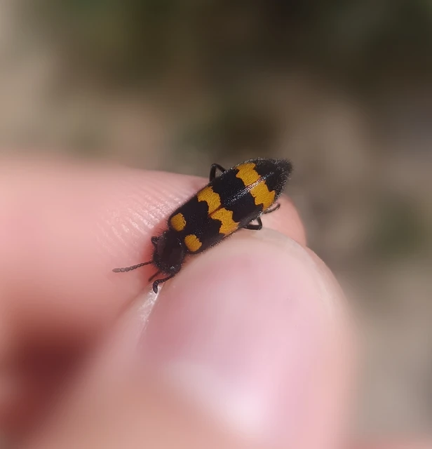 Mylabris variabilis - szalagos hólyaghúzó