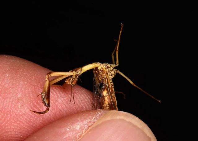 Mantispa styriaca - kétszínű fogólábú-fátyolka