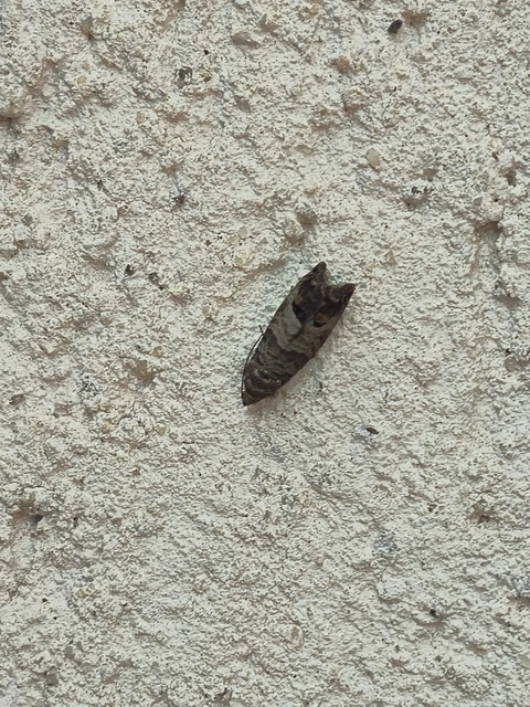 Cydia pomonella - almamoly