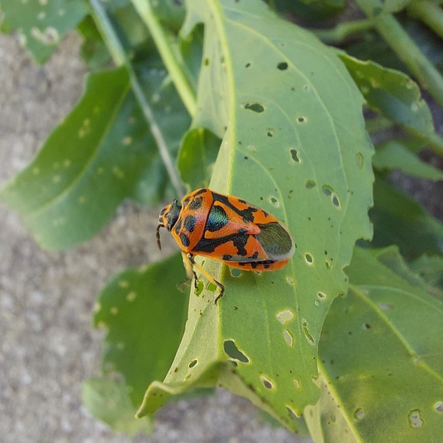 Eurydema ornata - díszespoloska Eurydema ornata - díszespoloska